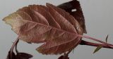genus Malus