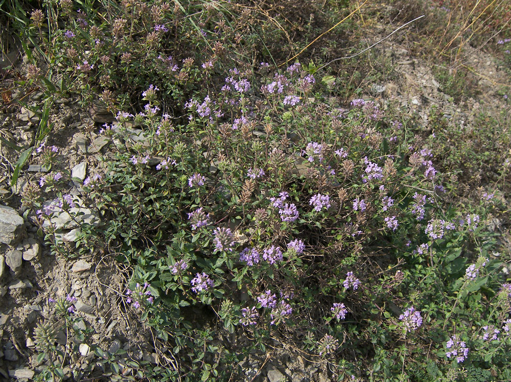 Image of Ziziphora clinopodioides specimen.
