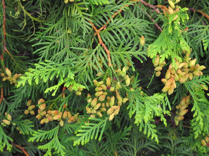 Image of Thuja occidentalis specimen.