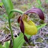 Cypripedium calceolus. Цветок. Свердловская обл., окр. г. Североуральск, южная окраина Колонгинского водохранилища, болото. 03.06.2012.