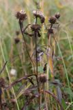 Inula salicina. Верхушка плодоносящего растения. Санкт-Петербург, ст. Можайская, берег Дудергофского озера, низинное болото. 22.09.2012.