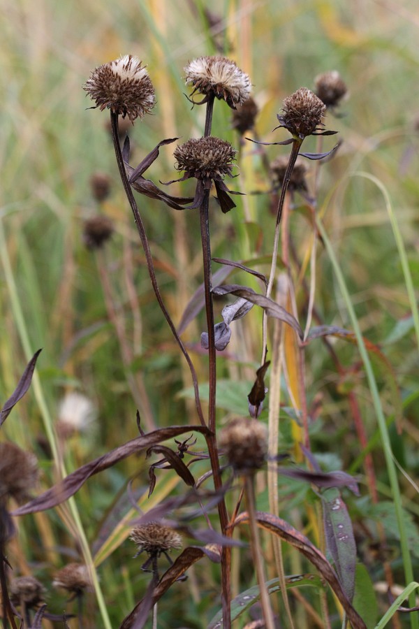 Image of Inula salicina specimen.