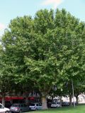 Platanus occidentalis. Взрослые деревья. Франция, регион Прованс-Альпы-Лазурный берег, департамент Буш-дю-Рон, округ Арль, г. Арль. 19.07.2012.