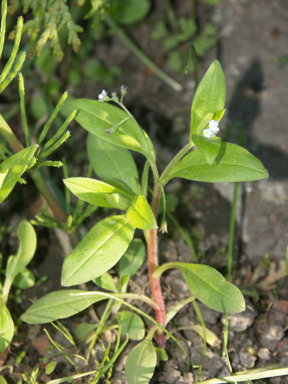 Image of Myosotis sparsiflora specimen.