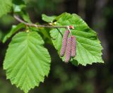 Corylus avellana