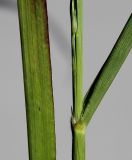 Image of taxon representative. Author is Валерий Куделя