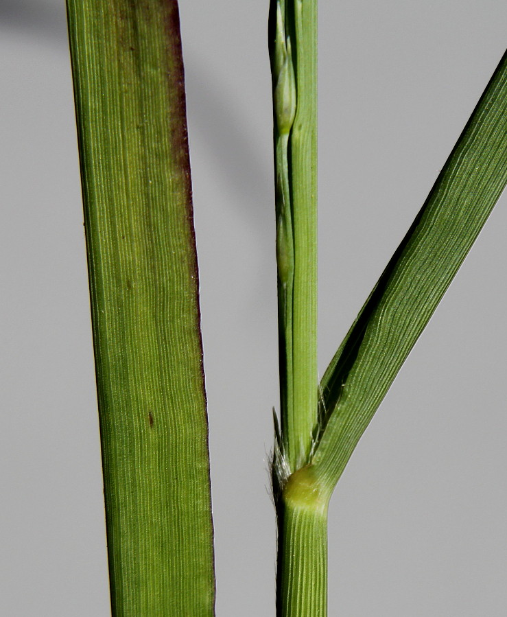 Image of Panicum virgatum specimen.