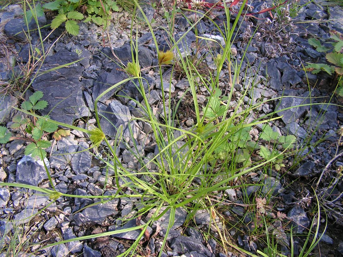 Изображение особи Carex bohemica.