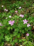 Geranium asphodeloides. Цветущие растения. Крым, Южный берег. 1 мая 2009 г.