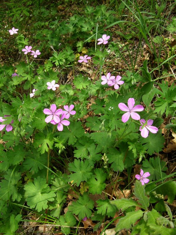 Изображение особи Geranium asphodeloides.