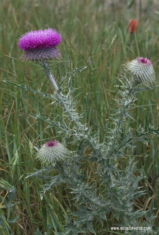 Image of Carduus uncinatus ssp. davisii specimen.