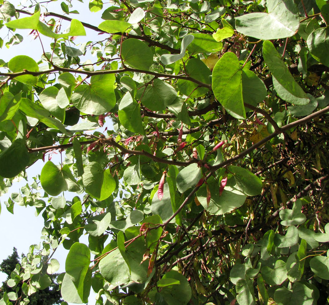 Image of Cercis griffithii specimen.