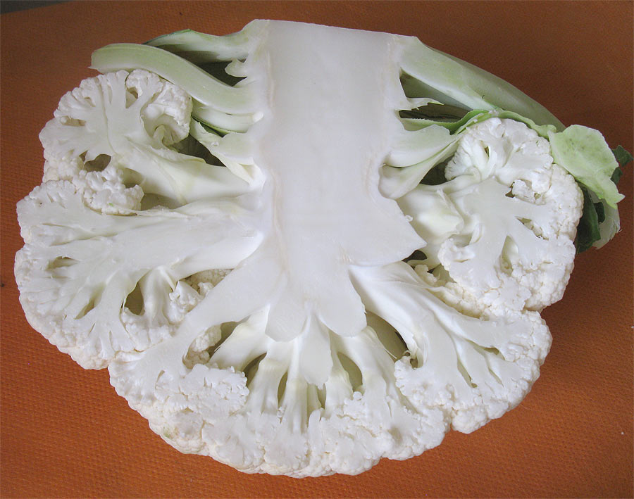 Image of Brassica oleracea var. botrytis specimen.