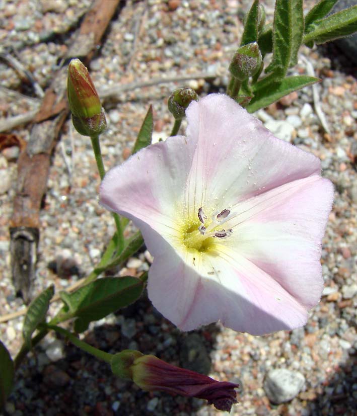 Изображение особи Convolvulus arvensis.