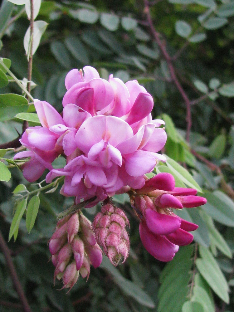 Image of Robinia neomexicana specimen.