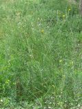 Tragopogon borysthenicus