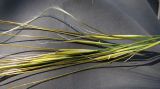 genus Stipa
