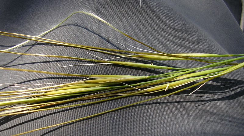 Изображение особи род Stipa.