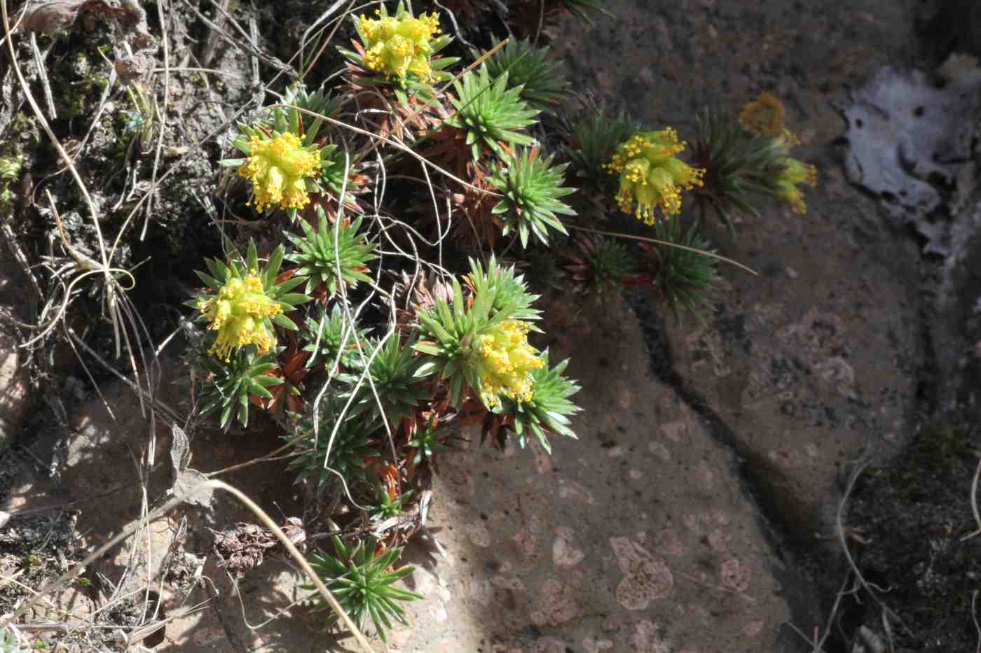 Изображение особи Saxifraga juniperifolia.