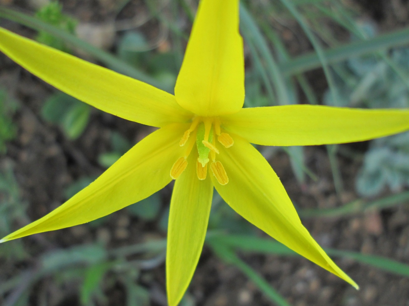 Image of Tulipa biebersteiniana specimen.