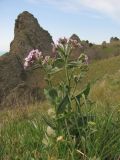 Hesperis steveniana