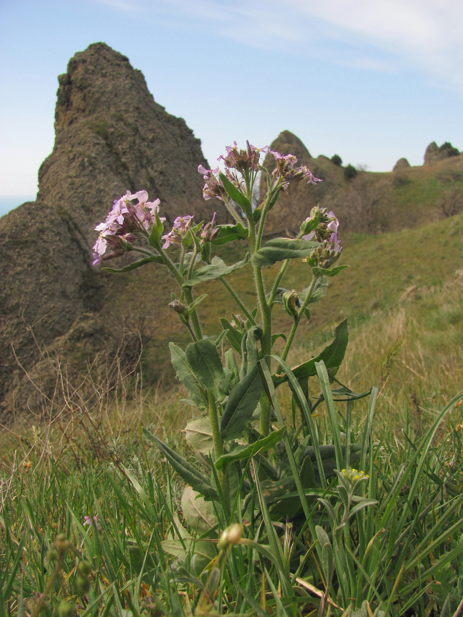 Image of Hesperis steveniana specimen.
