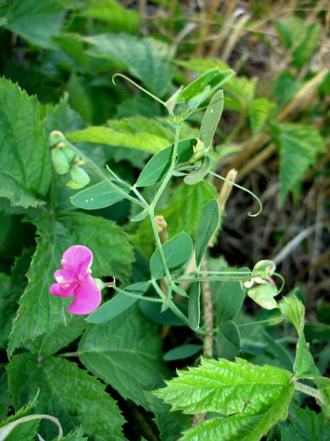 Image of Lathyrus tuberosus specimen.