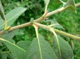 Salix cinerea