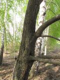 Image of taxon representative. Author is Игорь Харитонов