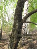 Salix &times; reichardtii