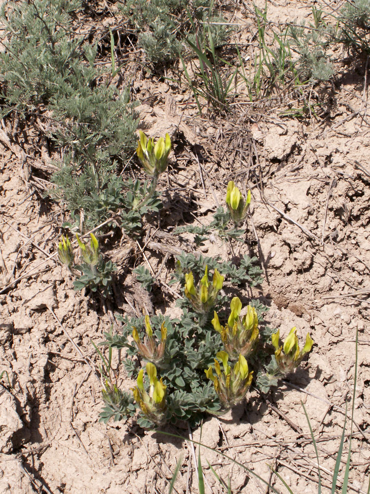 Image of Astragalus nikitinae specimen.