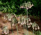 Nectaroscordum siculum