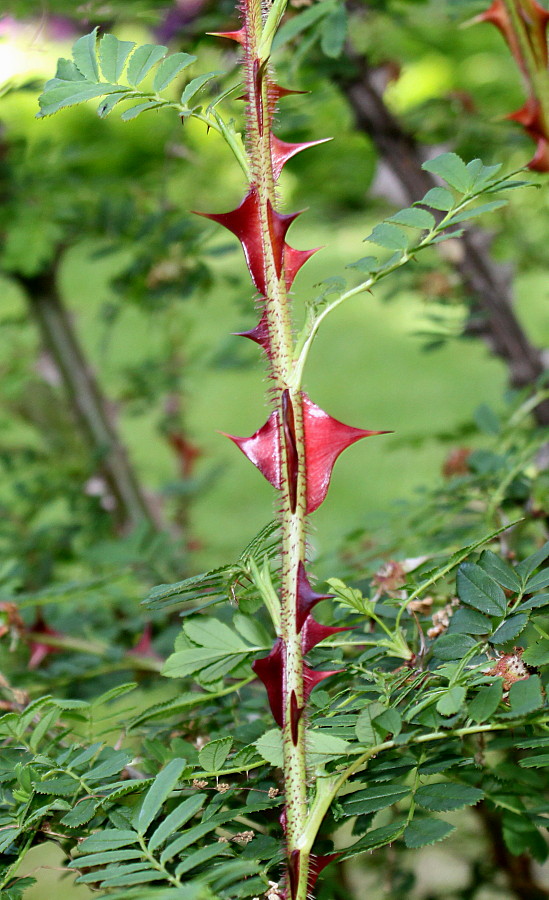 Изображение особи Rosa omeiensis f. pteracantha.