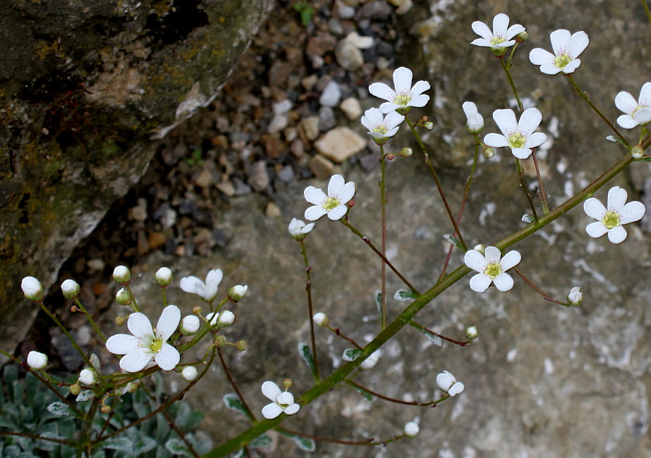 Image of Saxifraga crustata specimen.