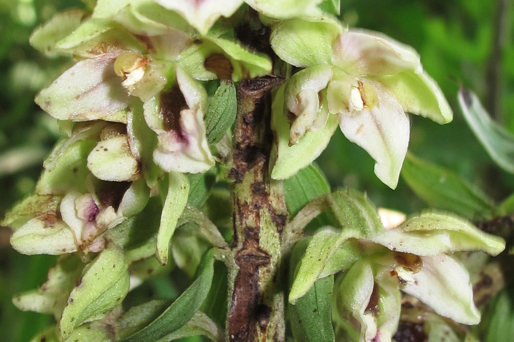 Image of Epipactis condensata specimen.