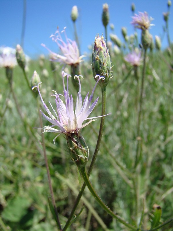 Изображение особи Klasea erucifolia.