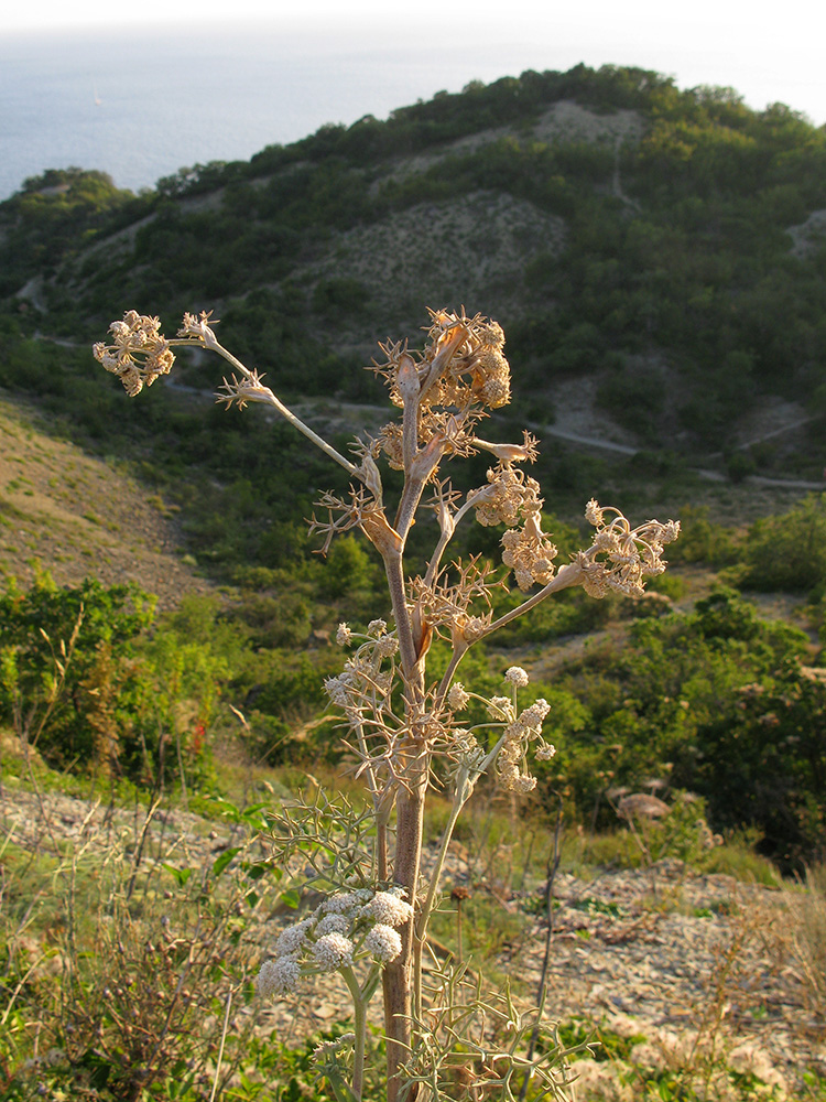 Image of Seseli ponticum specimen.