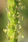 Image of taxon representative. Author is Анатолий Кузьмин