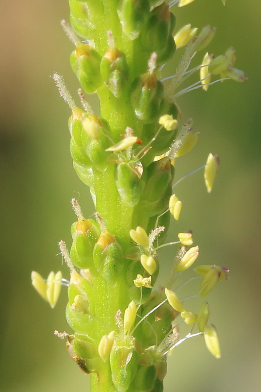 Image of Plantago major specimen.