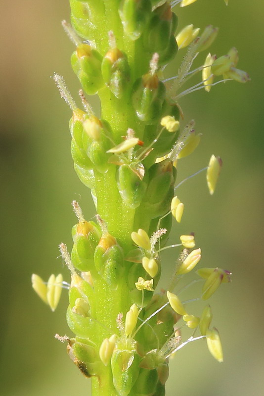 Изображение особи Plantago major.