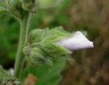 Althaea officinalis. Бутоны (вид сбоку). Украина, г. Киев, Южная Борщаговка, ул. Булгакова, берег пруда. 17 июля 2013 г.