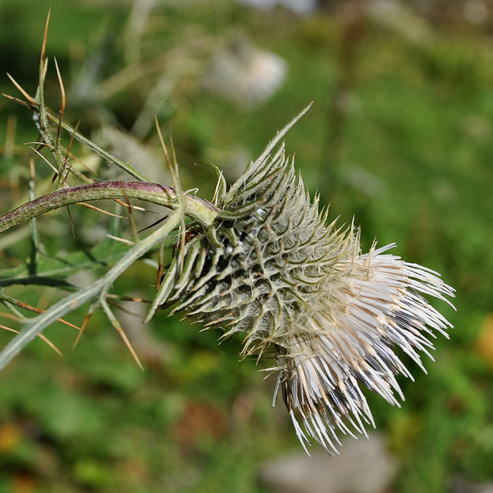 Image of Cirsium chlorocomos specimen.