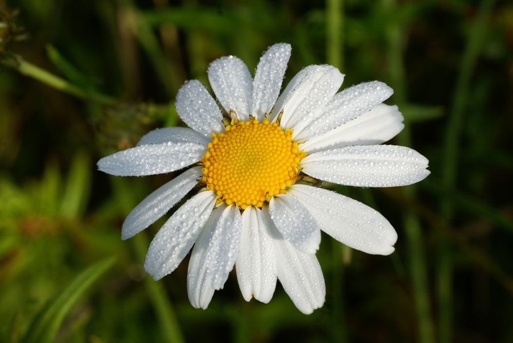 Image of Leucanthemella linearis specimen.