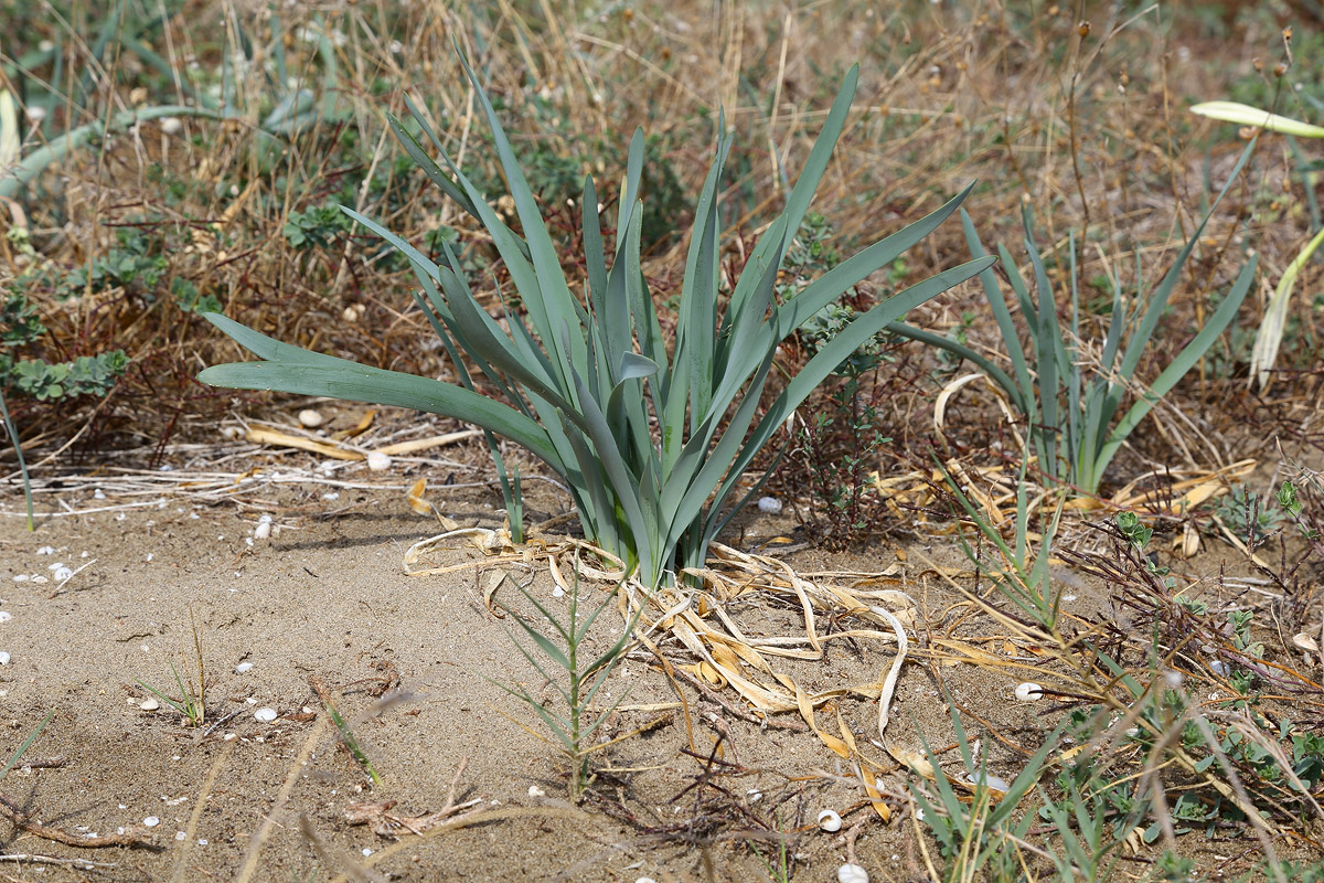 Изображение особи Pancratium maritimum.
