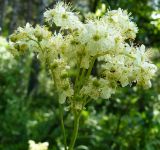 Filipendula vulgaris. Соцветие. Крым, Ялта, ущелье Уч-Кош. 21.06.2009.
