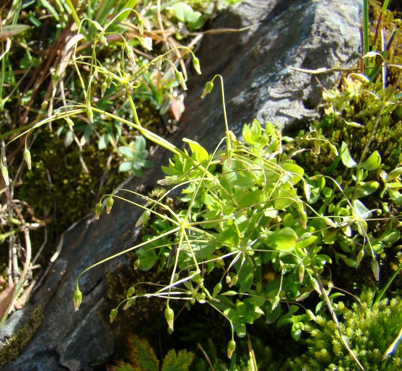 Image of Stellaria irrigua specimen.