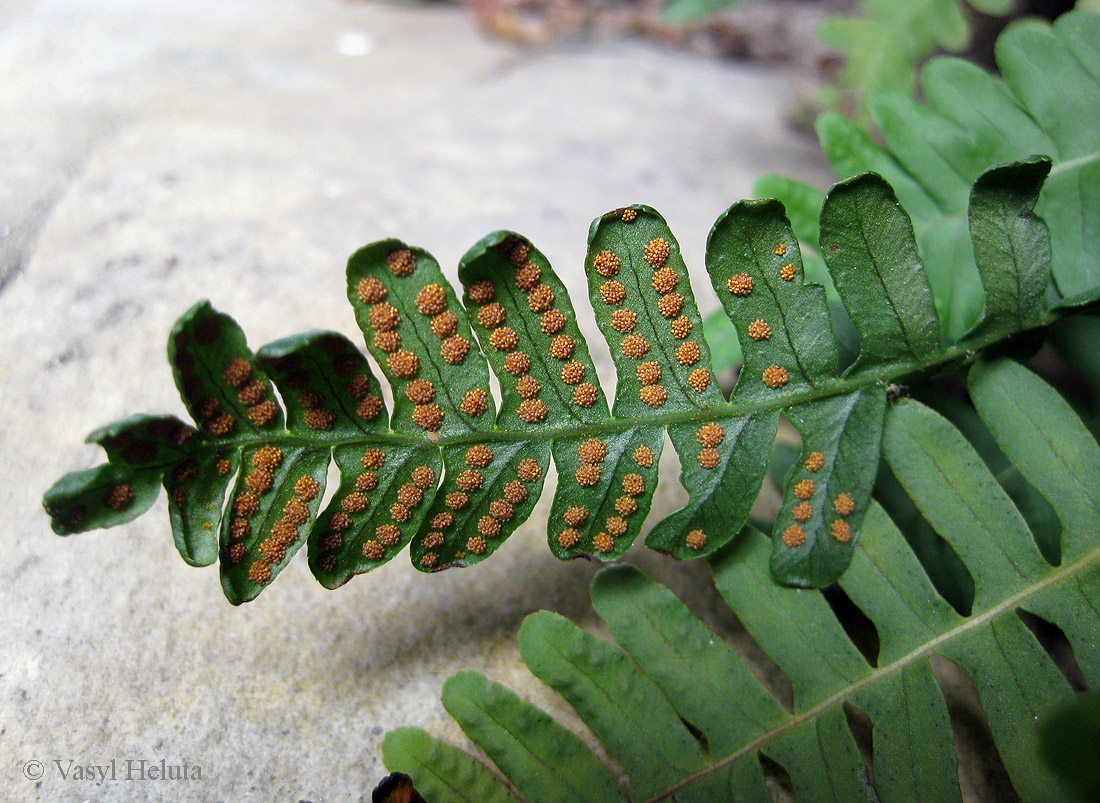 Image of Polypodium vulgare specimen.