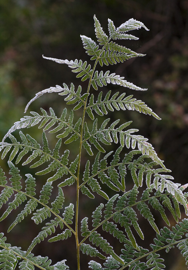 Изображение особи Pteridium pinetorum.