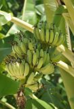 Musa acuminata. Соплодие с незрелыми плодами. Таиланд, остров Тао, в культуре. 27.06.2013.