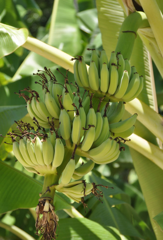 Image of Musa acuminata specimen.